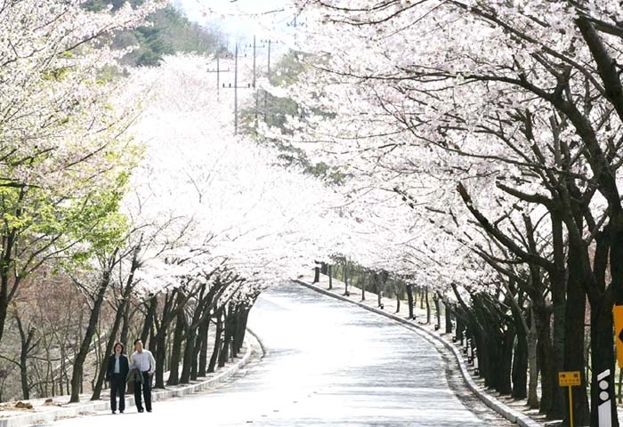 팔공산 