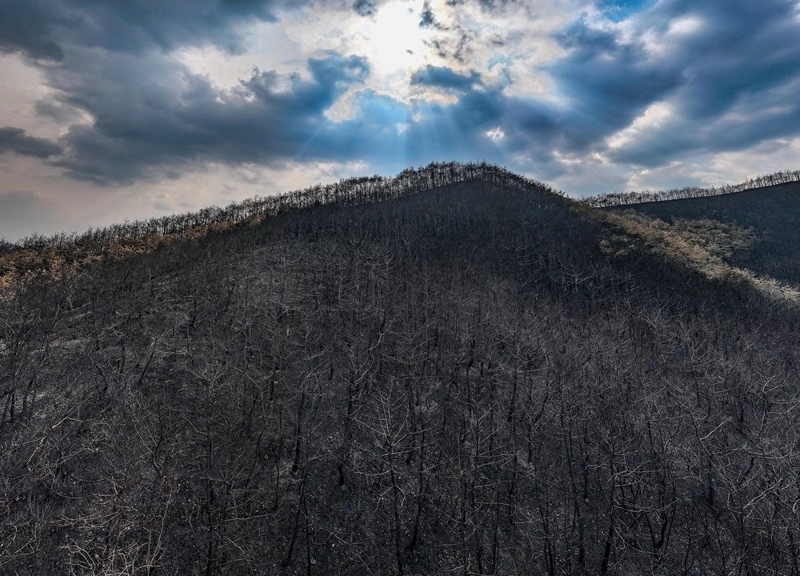 산불