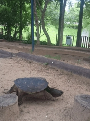 거북