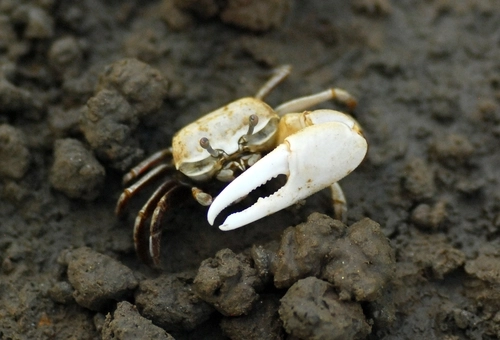 흰발농게