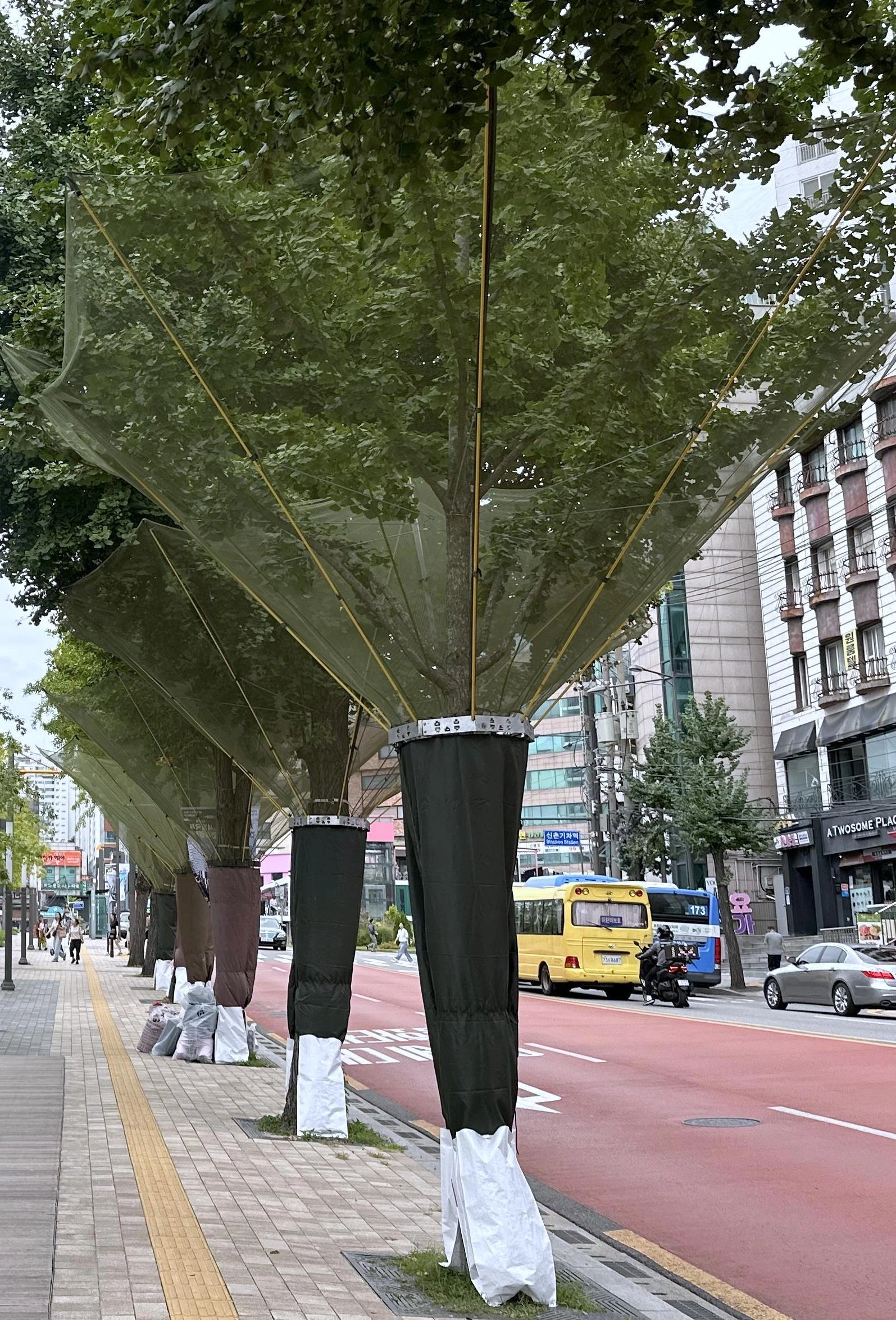 은행 열매수집망 [서대문구 제공. 