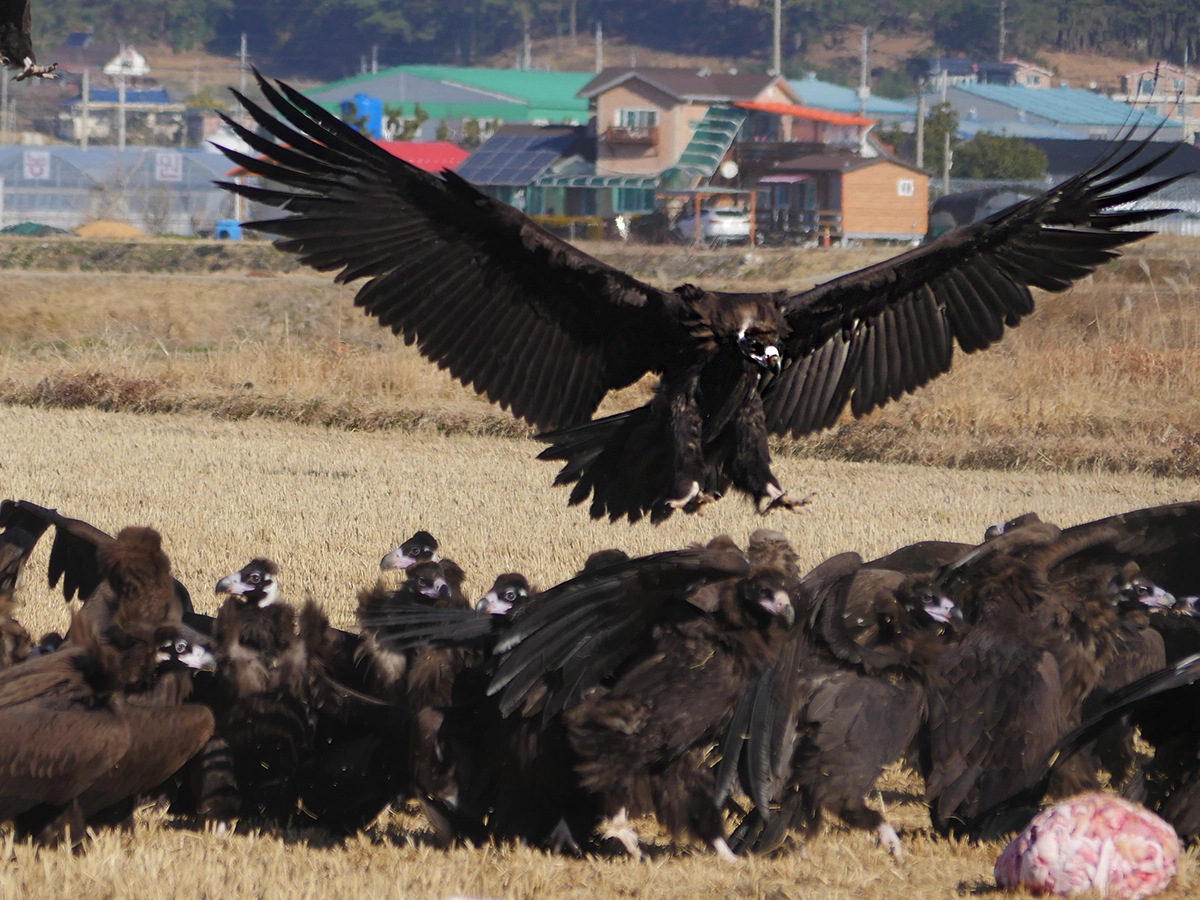 고성 독수리 [경남 고성군 제공. 
