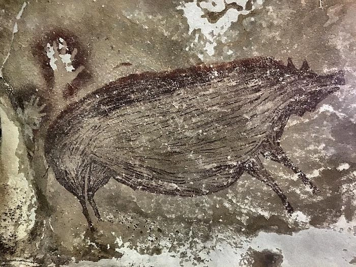 인도네시아 술라웨시섬 렝 테동게 동굴의 선사시대 동굴 벽화에 술라웨시 사마귀 돼지(Sulawesi warty pig)가 그려져 있다. 이는 최소 4만5천 년 전 그려진 세계에서 가장 오래된 동굴 벽화 중 하나로 이 지역에서 돼지와 인간 사이의 오랜 관계를 보여준다. [Adam Brumm(Griffith University)·Adhi Agus Oktaviana(BRIN, Indonesia) 제공