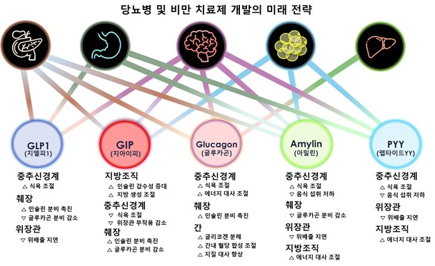당뇨병 및 비만 치료제 개발 전략 현황 [분당서울대병원 제공.