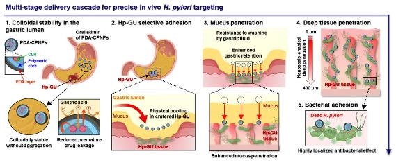 헬리코박터 파일로리균 부착 메커니즘 [부산대 제공]