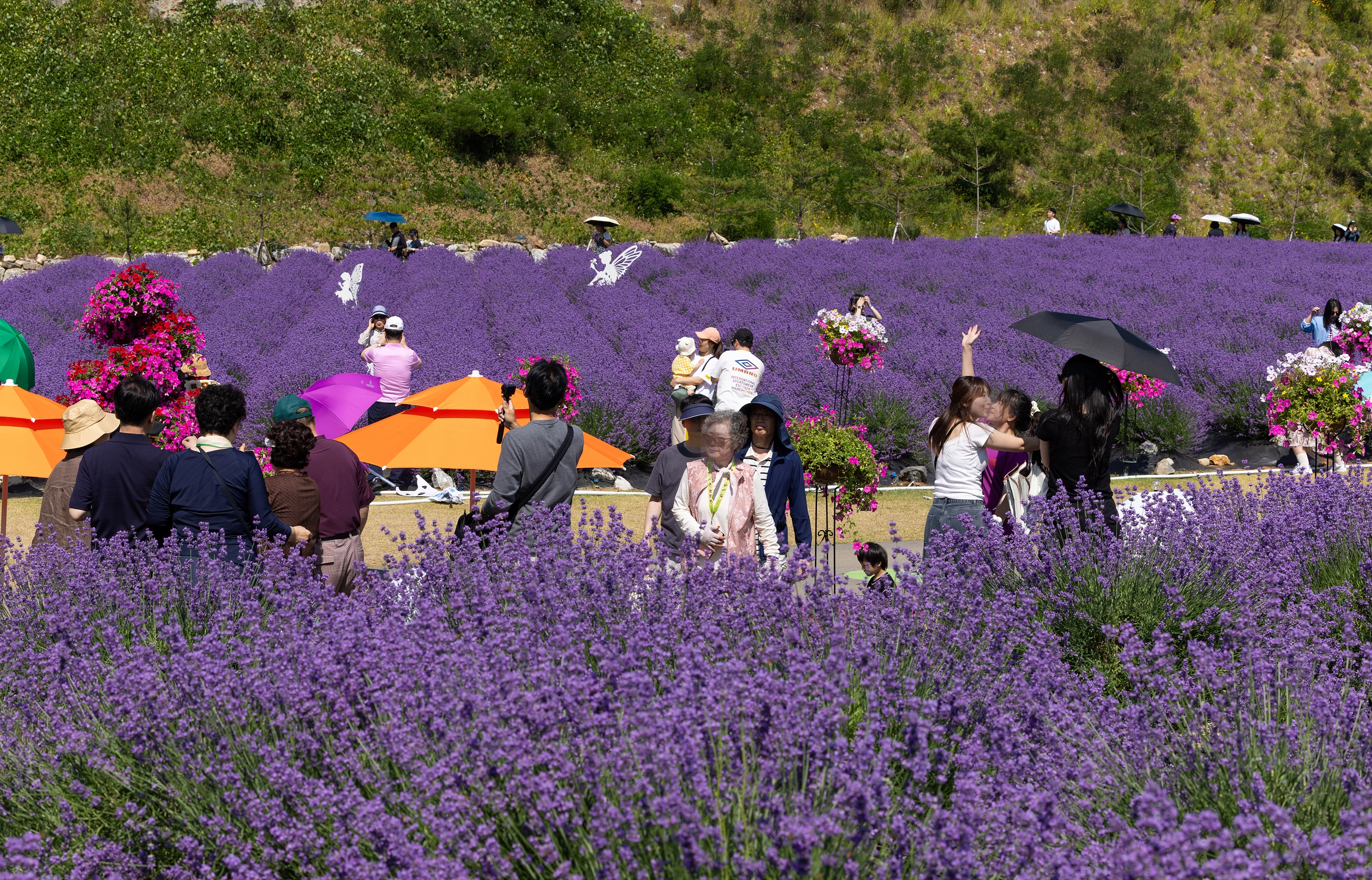온통 보랏빛 세상 '동해 라벤더축제'